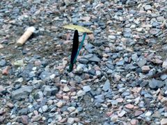 蓝色的蜻蜓-十渡东湖港风景区