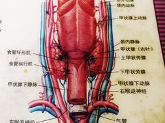 -上海交通大学医学院附属瑞金医院(总院)