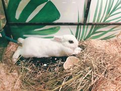 -藦茜花园宠物主题亲子互动体验馆(国顺东路店)