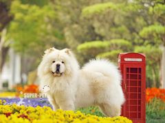 -超宠爱宠物摄影-Super pet