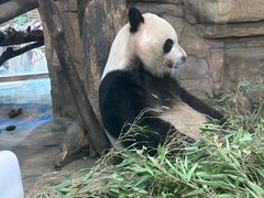 -成都动物园