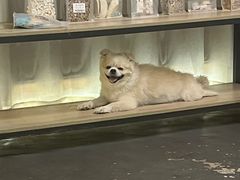 -趣多多宠物公园·宠物训犬学校·宠物寄养