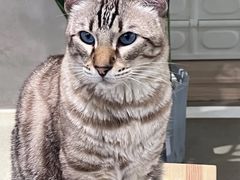 -Cappucimeow猫咪咖啡馆(韦伯时代店)