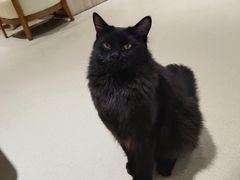 -藏猫猫咖啡主题馆(中央大道店)