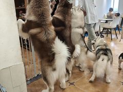 -Let's go狗咖·猫咖·奶狗·桌游(春熙路IFS店)