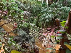 -正佳雨林生态植物园