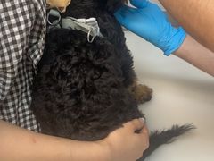 -爱妮康宠物医院·干细胞免疫细胞·肿瘤·心脏(张江店)