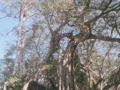 -瑞丽独树成林风景区