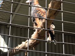 -费瑟代尔野生动物园