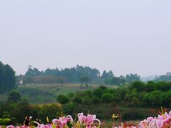 -空港花田景区