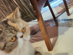 -猫色咖啡·猫咖