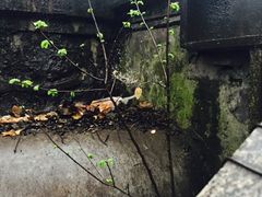 -杭州西湖风景名胜区-三生石