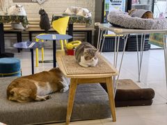 -平行世界·猫咖(首经贸店)
