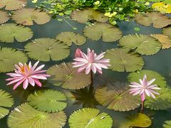 -国家植物园南园