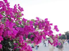 -天坛公园