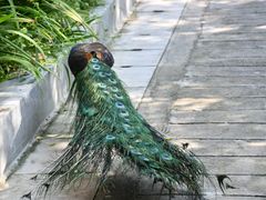-吉隆坡雀鸟公园
