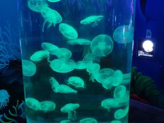 -顺德南宏海立方海洋公园