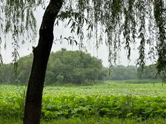 -东郊湿地公园