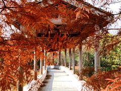 -上海海湾国家森林公园