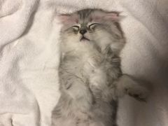 -喜多萌中农锦绣动物医院24H·猫科·牙科MRI·CT