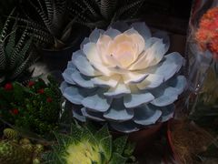 -万商花鸟市场