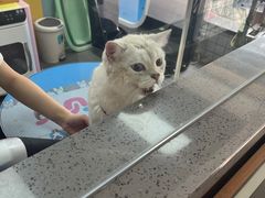 -贝贝宠物乐园(常青花园店)