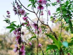 -广州市白云山风景名胜区