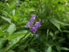 -广州神农草堂中医药博物馆