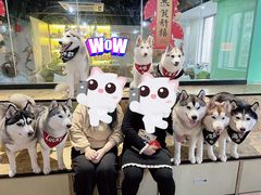 -Husky Go! 哈士奇体验馆·宠物咖啡厅狗咖