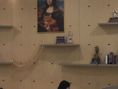 -飞行喵MR PILOT|猫舍·猫咖(静安大融城店)