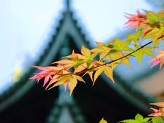 -龙华寺