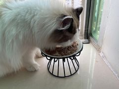 -创凡宠物医院·骨专科  猫科中心(西乡分院)