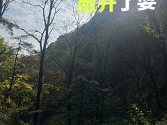-王顺山国家森林公园