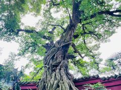 -三苏祠