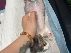 -瑞鹏宠物医院·爱宠堂·骨外专科(西荷分院)