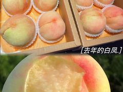 -老袁家蜜桃农场·阳山水蜜桃