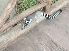 -上海野生动物园