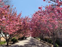 -莱阳濯村樱花园