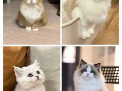 -lincat·猫舍(广州店)