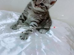 -藏猫猫咖啡主题馆(中央大道店)