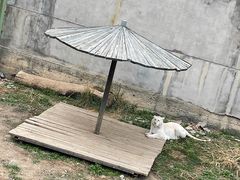 -新疆天山野生动物园