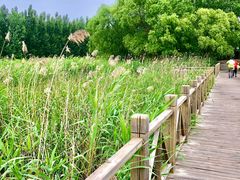 -微山湖红荷湿地景区