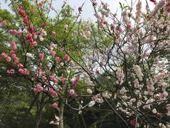 -西湖外事游船(花港观鱼码头)