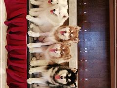 -长白山万达喜来登度假酒店