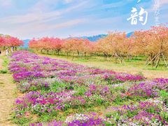 -天适樱花悠乐园