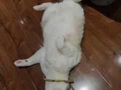 -绒爪撸猫下午茶·猫咖