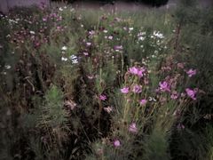 -汉长安城未央宫国家考古遗址公园