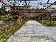 -嘉定紫藤园