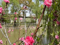 -南汇桃花村