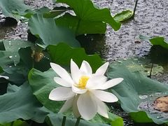 -玉佛苑